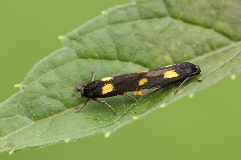 Microfalene coppia, Scythris sinensis - Scythrididae